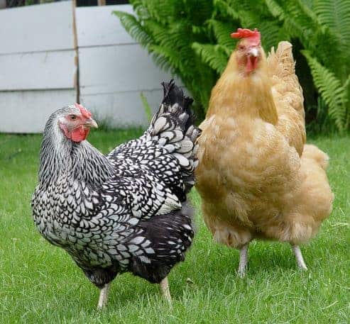 Backyard Chickens and your Project Team